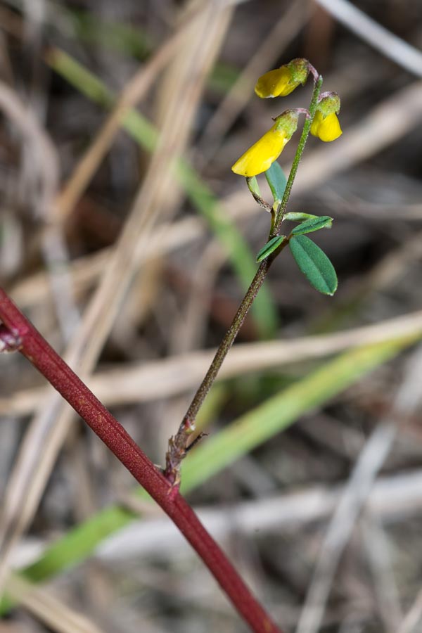 Trigonella altissima (=Melilotus altissimus) / Meliloto altissimo